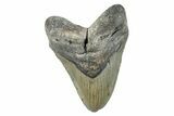 Fossil Megalodon Tooth - North Carolina #274766-1